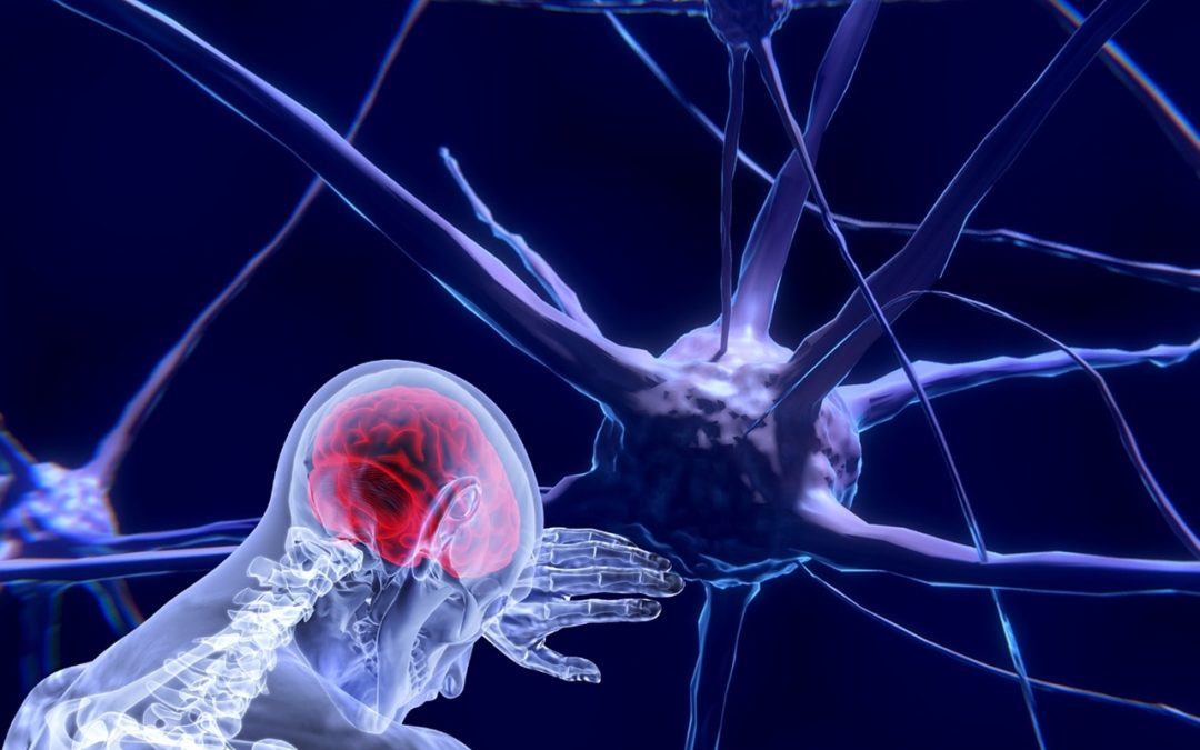 La naissance des neurosciences (1re partie)